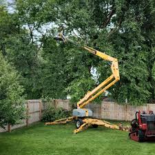 Reliable Pharr, TX Tree Care Services Solutions